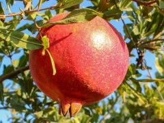 קטיף רימונים ממוכן - משק הירש